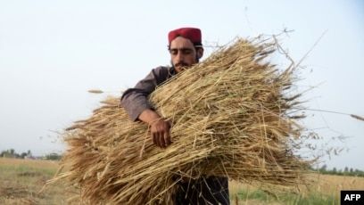 برنامه جهانی غذا: افغانستان با کم‌بود گندم مواجه خواهد شد