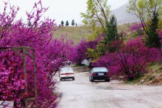 گروه طالبان پول و مبایل یک دُکا‌ن‌دار را در استان پروان ربودند