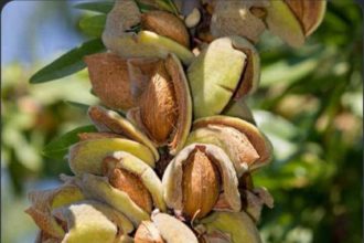 باغ‌داران قندز از کاهش حاصلات بادام خبر دادند