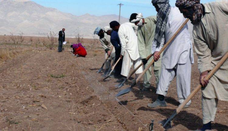 کشاورزان هرات می‌گویند که «عشر» تعیین‌شده از سوی گروه طالبان را پرداخت نمی‌توانند