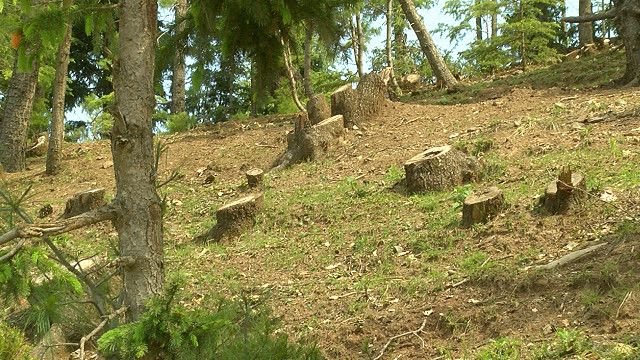 قاچاق درختان استان خوست به پاکستان با همکاری گروه طالبان