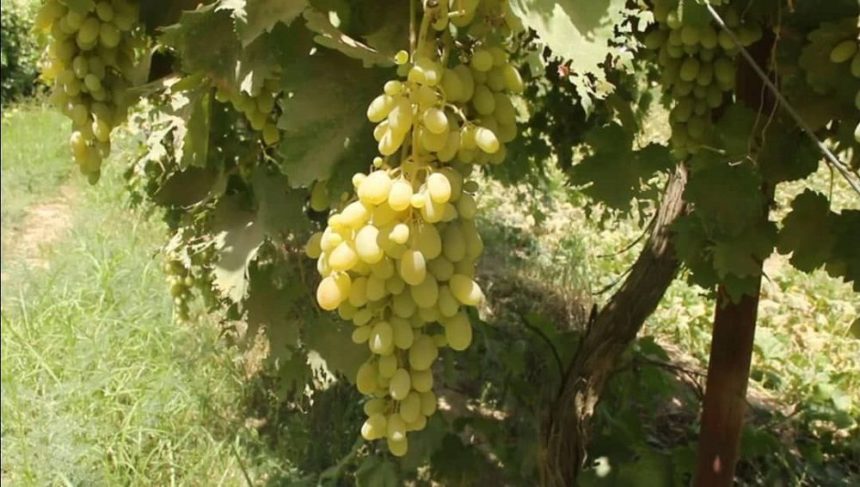 کاهش ۹۰ درصدی فرآورده انگور در استان قندوز
