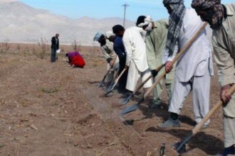 کشاورزان هرات می‌گویند که «عشر» تعیین‌شده از سوی گروه طالبان را پرداخت نمی‌توانند