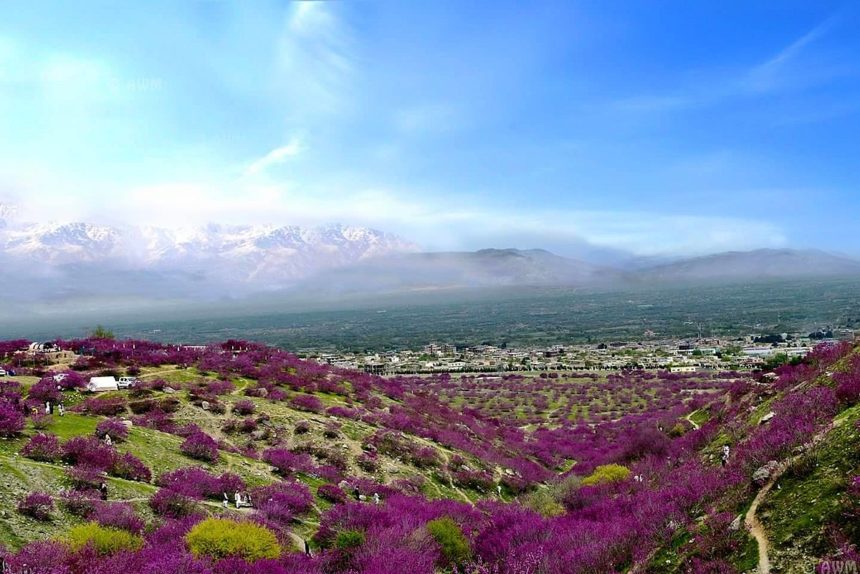 جبهه‌ی آزادی از کشته‌شدن سه جنگ‌جوی گروه طالبان در استان پروان خبر داد