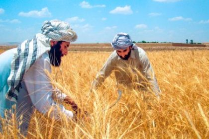 اداره احصاییه و معلومات: در سال جاری ۴.۳ میلیون تن گندم برداشت شد