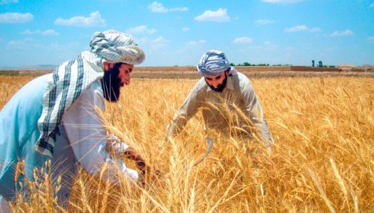 اداره احصاییه و معلومات: در سال جاری ۴.۳ میلیون تن گندم برداشت شد