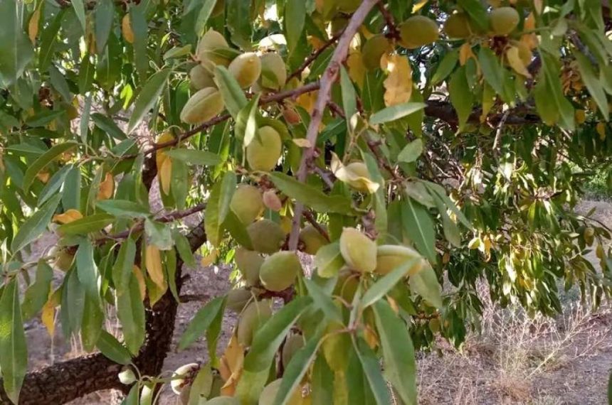 انتقاد باغ‌داران از گروه طالبان مبنی بر کاهش ۶۰ درصدی حاصلات بادام در استان سمنگان