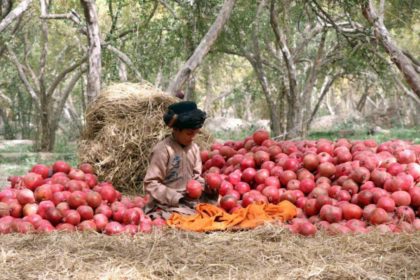 انار افغانستان در اشتیاق ورود به بازارهای چین