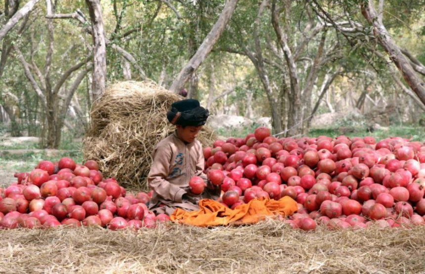 انار افغانستان در اشتیاق ورود به بازارهای چین