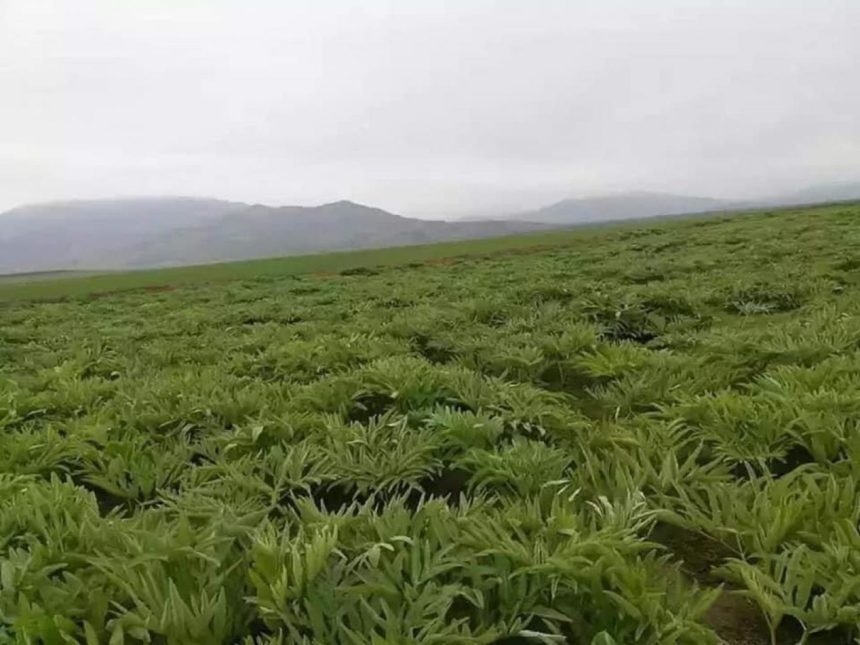 گروه طالبان از صادرات گیاه هینگ به ارزش ۷۰ میلیون دالر خبر دادند