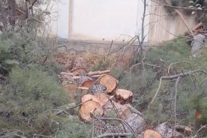 قطع درختان بواسطه‌ی گروه طالبان در استان تخار