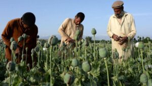 سازمان‌های جهانی از کشت و تولید مواد مخدر در افغانستان ابراز نگرانی کردند