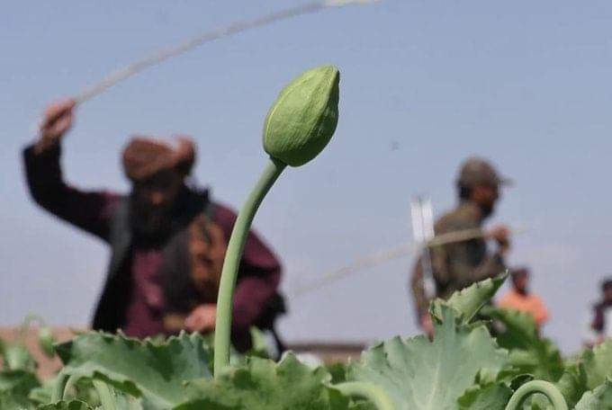 تاجیکستان: موضوع کاهش تولید مواد مخدر در افغانستان واقعیت ندارد