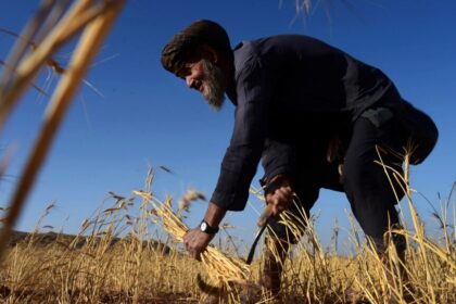 افزایش حاصلات گندم در قندهار؛ کشاورزان خواستار همکاری بیش‌تر هستند