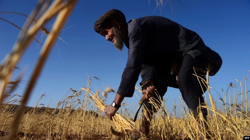 افزایش حاصلات گندم در قندهار؛ کشاورزان خواستار همکاری بیش‌تر هستند