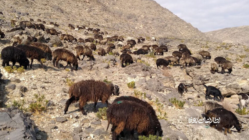 طالبان در ننگرهار ۴٠٠ مواشی را به نام زکات جمع کرده بودند فروختند